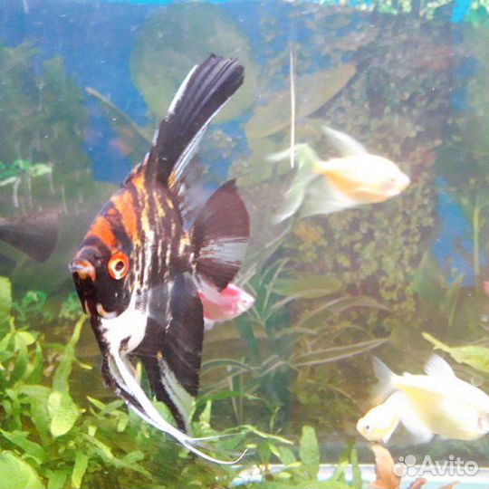 Скалярии кои мальки