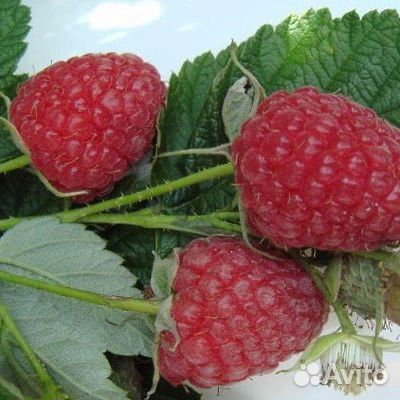 Саженцы ремонтантной малины