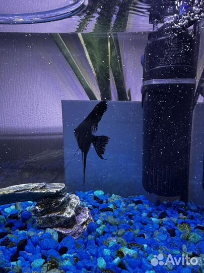Аквариум