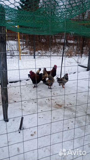 Продам молодых петухов