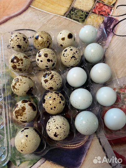 Яйца перепелиные домашние