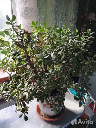 Денежное дерево толстянка