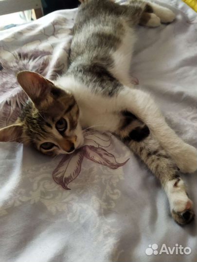 Котенок в добрые руки