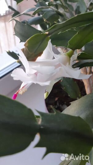 Декабрист белый