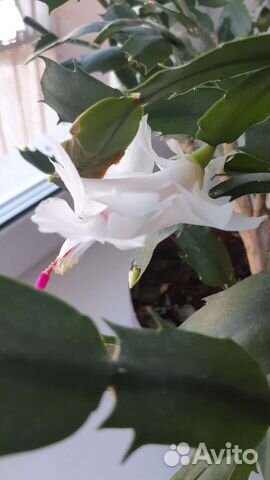 Декабрист белый