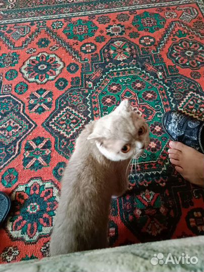 Кошки в добрые руки бесплатно