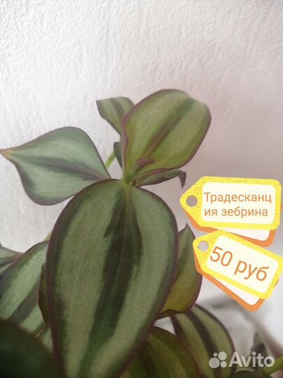Традесканция зебрина