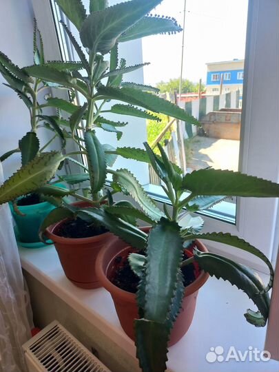 Продам каланхоэ