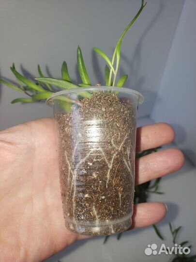 Оттона мясистая