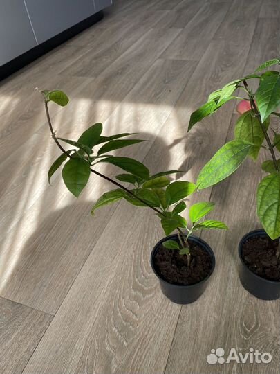 Клеродендрум