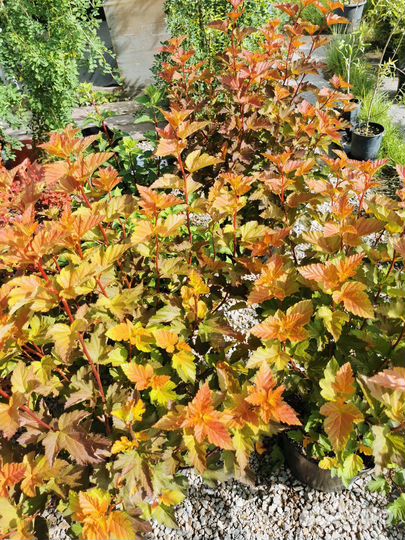 Барбарис тунберга