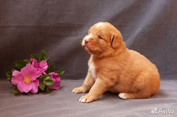 Щенки новошотландского ретривера (толлера)