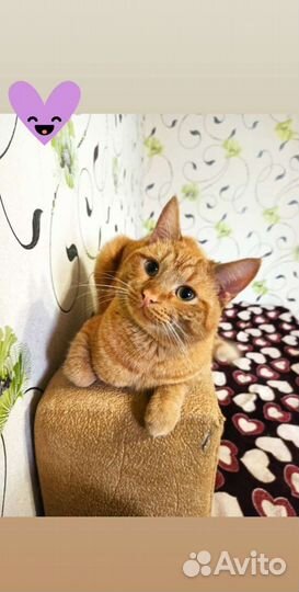 Массаж (женщины)