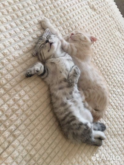 Шотландская вислоухая кошка и 2 кота