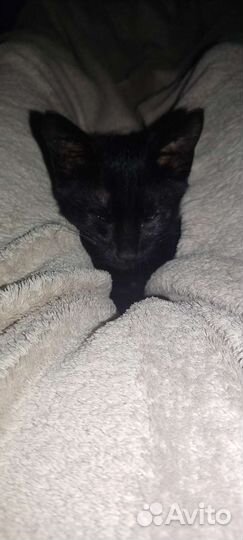 Котëнок в добрые ручки