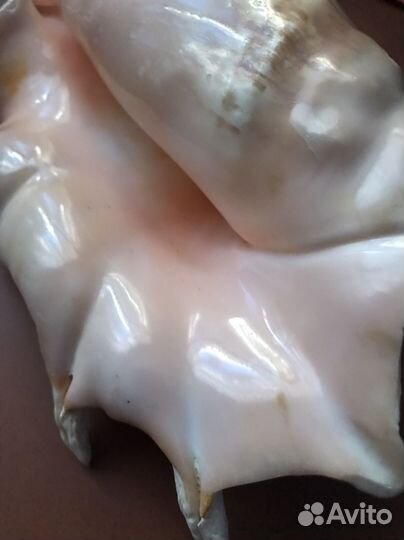 Ракушка морская большая