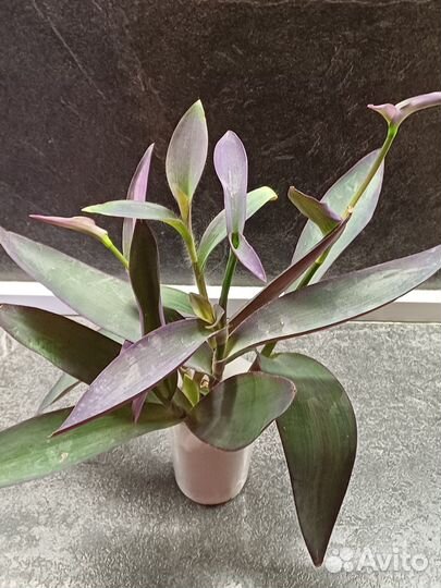 Традесканция сеткреазия