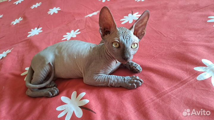 Котята сфинксы Канадский и Эльф