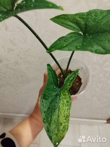 Сингониум Моттлед