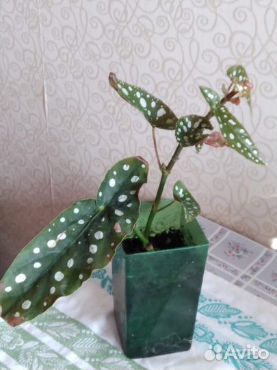 Макулата бегония