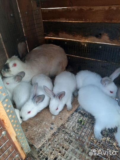 Калифорнийские кролики