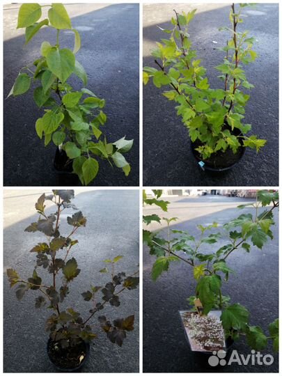 Декоративные кустарники