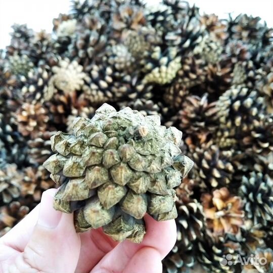 Шишки сосновые