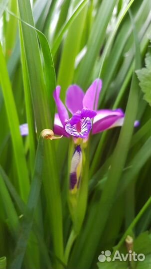 Садовые цветы, декоративные кустарники