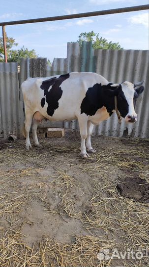Коровы дойные молочные