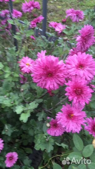 Форзиция и хоизантемы