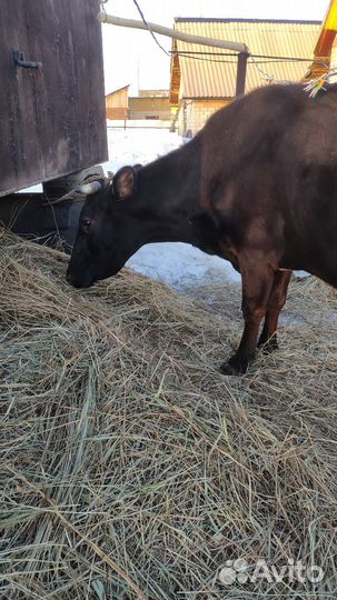 Коровы дойные молочные