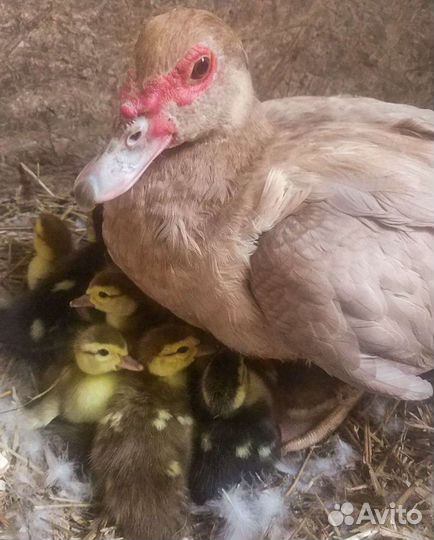 Мускусные утки