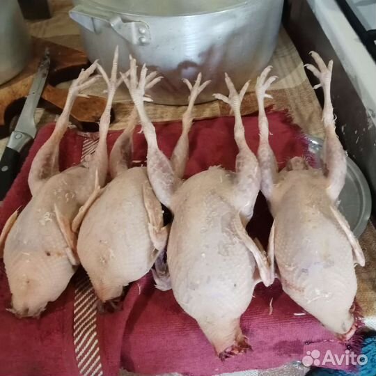 Перепела техасец утяжеленый Продаю