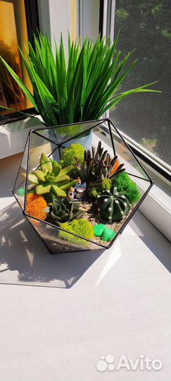 Флорариум подарок
