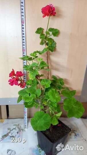 Пеларгония герань махровая цветущая