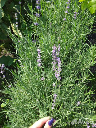 Саженцы Лаванды Hidcote