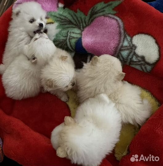 Щенки померанского шпица