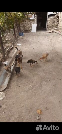 Бойцовые куры и петухи