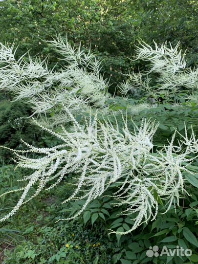 Волжанка (арункус)