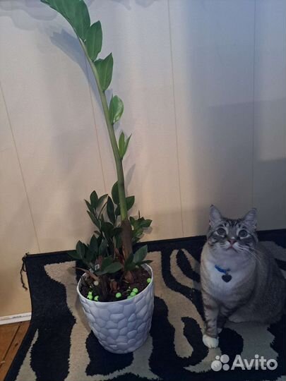 Замиокулькас