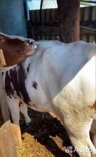 Корова,бычки