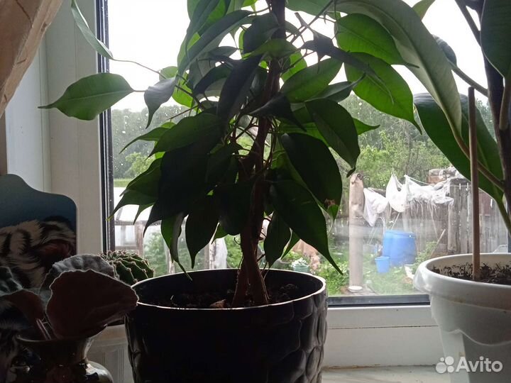 Фикус бенджамина
