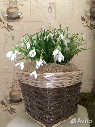 Корзинка подснежников. Цветок с луковицей