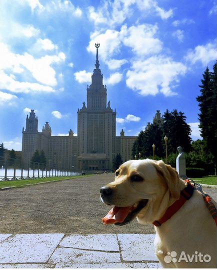 Выгул и передержка собак/питомцев/ догситтер