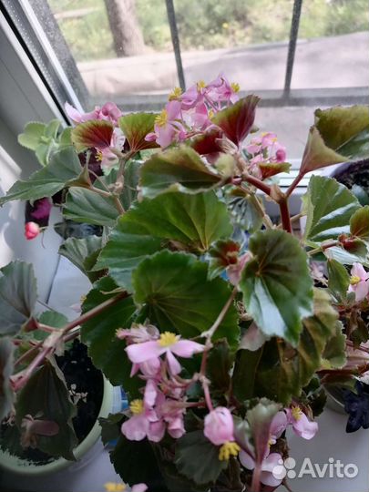 Бегония вечноцветущая