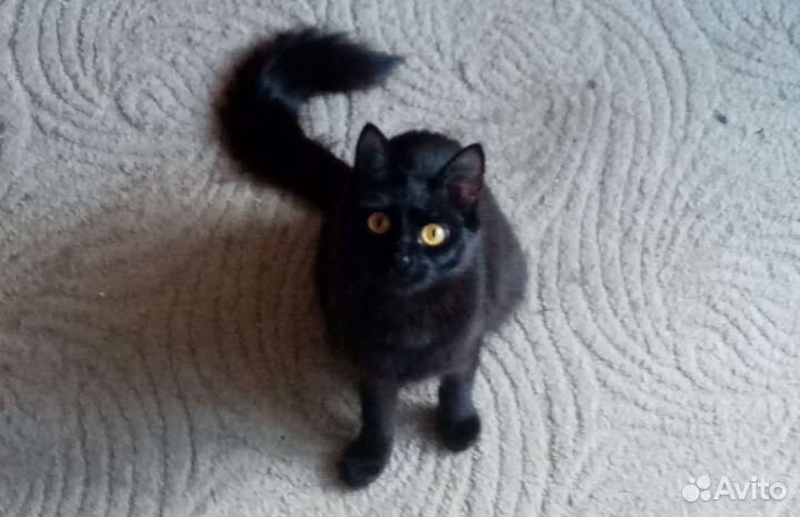 Кошки в добрые руки