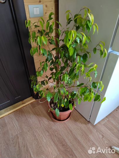 Фикус бенджамина