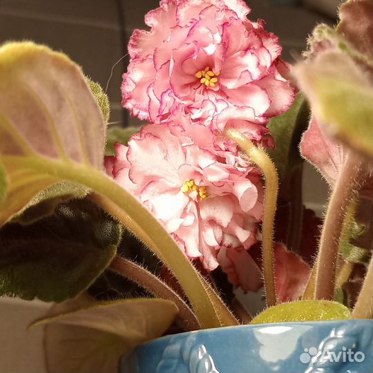 Фиалка в горшках