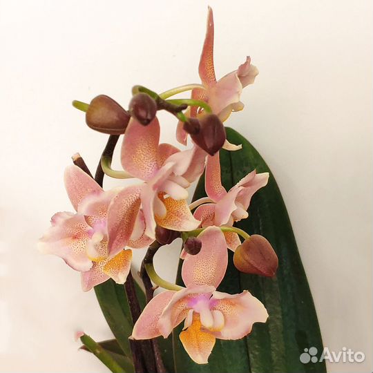 Орхидея фаленопсис бабочка Orange aroma