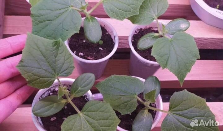 Высокоурожайный гибрид огурца Бэрд F1 Испания